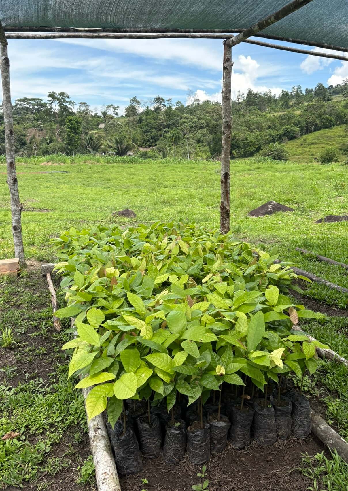 Nursery of young cacao seedlings ready for planting